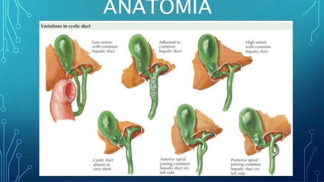 Tecnica Quirurgica De Colecistectomia Abierta Pdf Download